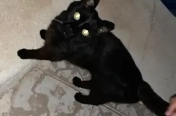 Petite chatte noire perdue à Saint-Malo - photo