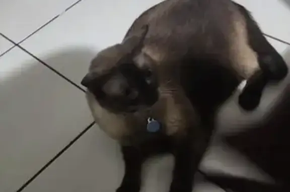 ¡Ayuda! Gato Flan perdido en Apodaca