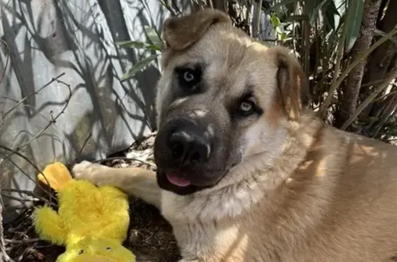 Lost Shepard Mix: Tan & White in Tucson