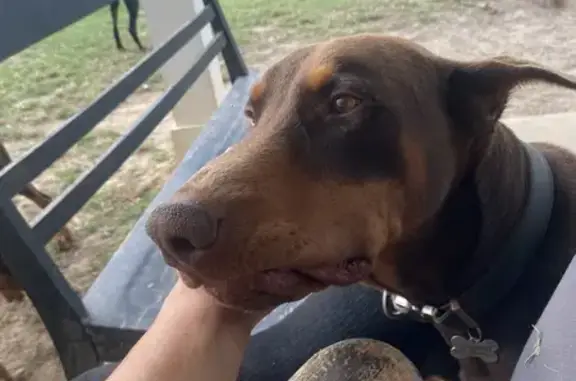 Lost Red Doberman on Ridgeway Rd, Lugoff