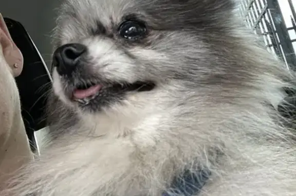 Lost Blue Merle Pomeranian in Englewood