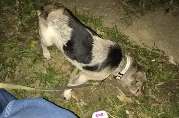 Found: Male Beagle on Whitethorne Ave