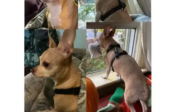 Lost Tan Chihuahua: North Lombard St.