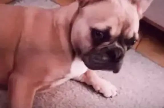 Chien perdu Béligneux, photo : Bouledogue marron perdu à Béligneux