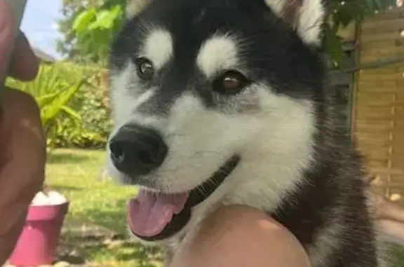 Chien perdu Ballan-Miré, photo : Husky noir et blanc perdu à Ballan-Miré
