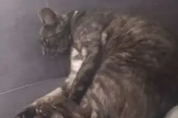 Chat perdu, Bain-de-Bretagne, photo: Chatte européenne grise disparue à Bain