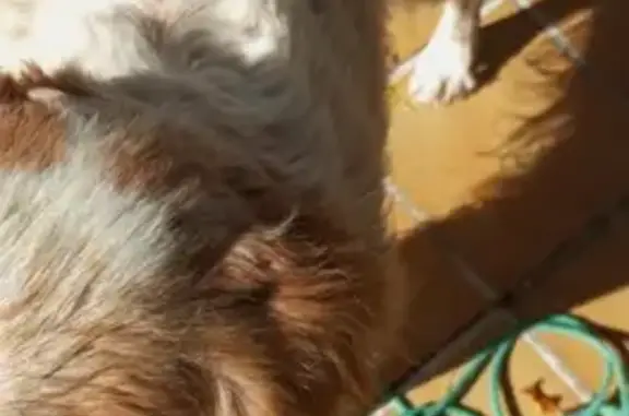 Chien beige âgé trouvé à Monségur - photo