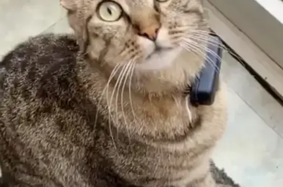 Animaux perdus , photo: Chat tigré perdu à Yermenonville