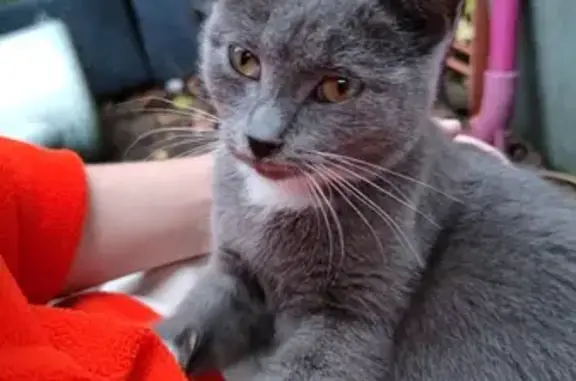 Petite chatte grise trouvée à Faches-Thumesnil - photo