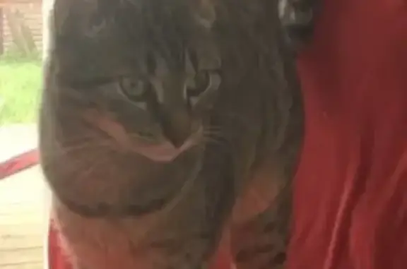 Chat perdu, Lagord, photo: Chatte menue disparue à Lagord