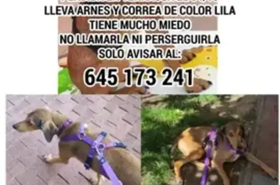 Perro encontrado , foto: Perro perdido en Viladecavalls: ¡Ayuda!