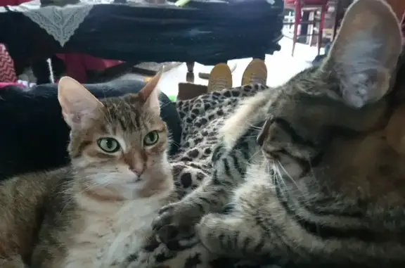 Chat perdu, Évaux-les-Bains, photo: Chat tigré disparu à Évaux-les-Bains