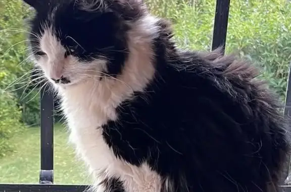 Animaux perdus Paris, photo: Chat castré disparu rue des Jeuneurs