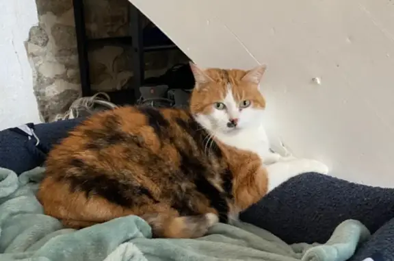 Animaux perdus Quiberon, photo: Chatte tricolore 10 ans perdue à Quiberon