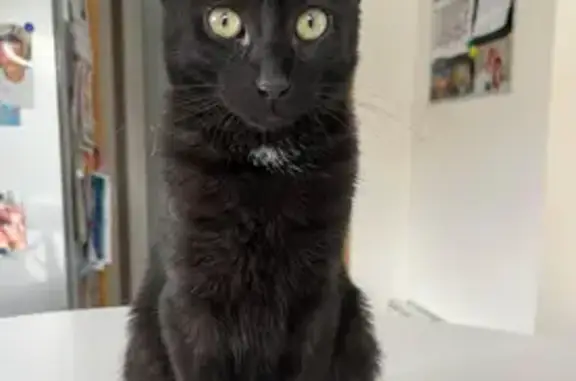 Chat perdu, , photo: Chat noir Hawaï perdu à Divatte-sur-Loire