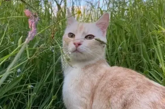 Chat mâle 1 an perdu à Longuenée-en-Anjou - photo