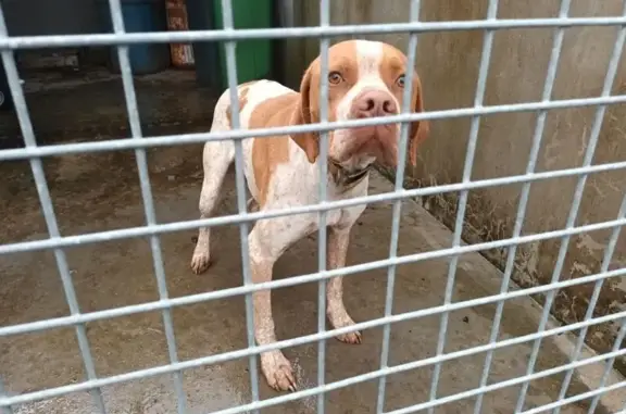 Chien trouvé , photo: Epagneul blanc et brun trouvé à Fenioux