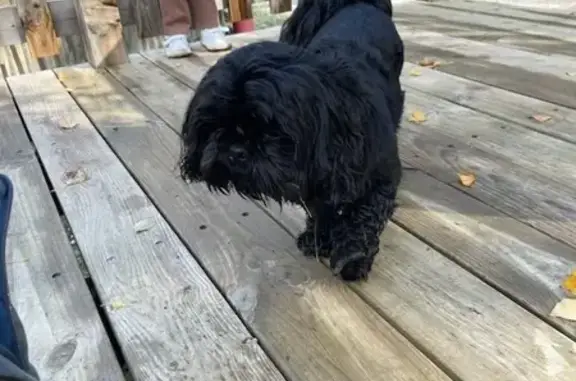 Chien trouvé Miramas, photo: Chien trouvé au parc, nommé Tao, 2 ans