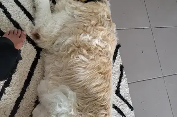 Vieux labrador trouvé désorienté à Aix - photo