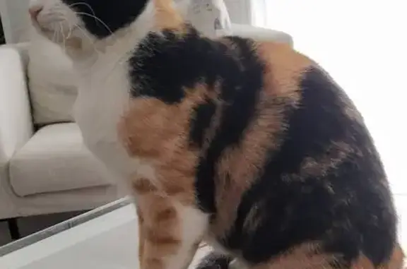 Animaux perdus Volvic, photo: Chat tricolore disparu à Volvic