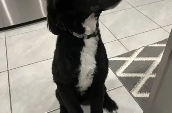 Lost Bernadoodle: Black & White, Ocala