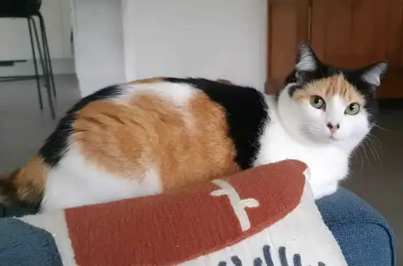 Animaux perdus Nozay, photo: Chatte perdue, pucée, Nozay (Route de Puceul)