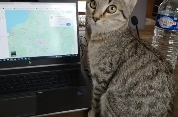 Animaux perdus , photo: Chatte tigrée de 7 mois disparue