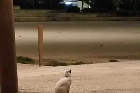 Chat trouvé à l'Estaque, Marseille - photo