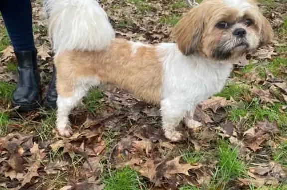 FOUND! 

A Male shih tzu missing has been escaped from our house in the morning on 08/10/2024