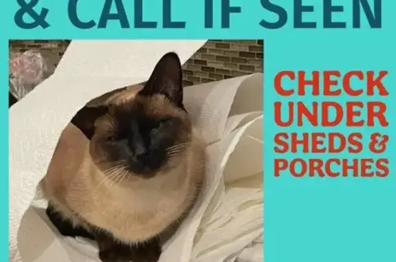 Lost Siamese Cat: Highview Trail, 22129