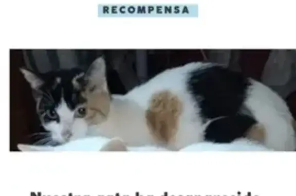 Recompensa por Desnu: Gato Perdido en Badajoz