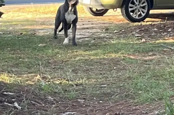 Found: Friendly Cane Corso on Kinlaw Rd