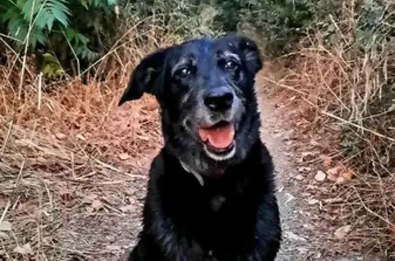 Perro Perdido: Labrador-Pastor Negro en Cenes