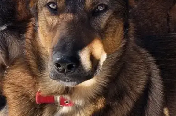Rocky, 10 mois, perdu à Neffes (63) - photo