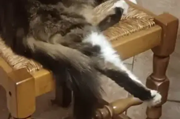 Animaux perdus Fayl-Billot, photo: Chat norvégien 6 ans perdu à Fayl-Billot