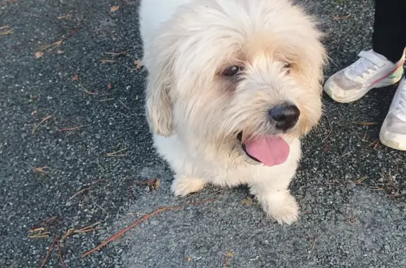 Chien trouvé Lacrouzette, photo: Bichon trouvé avec collier kaki à Lacrouzette