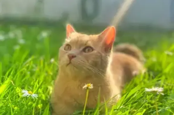 Animaux perdus Sens, photo: Chat roux sociable perdu à Sens