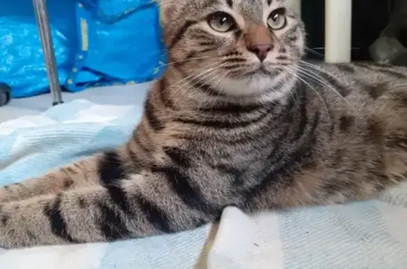 Chat tigré mâle trouvé à Clermont-Ferrand - photo