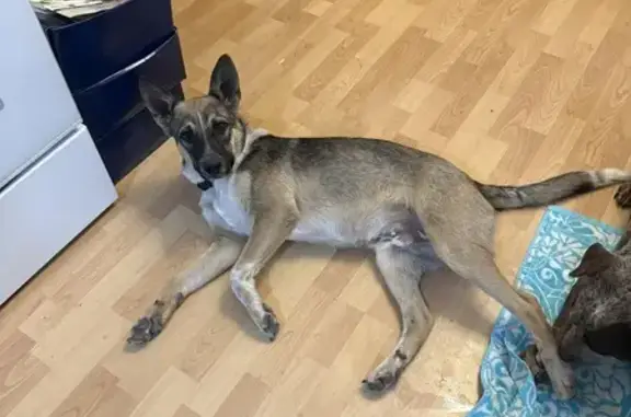 Friendly Tricolored Dog Found on Hudson