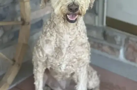 Lost Blonde Poodle 'Annie' - Call Now!