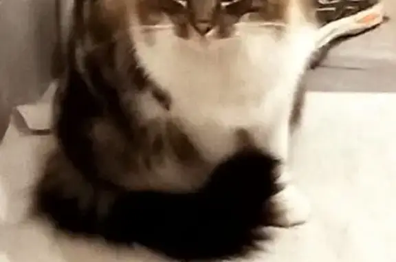 Animaux perdus , photo: Chat perdu à Celles-sur-Belle