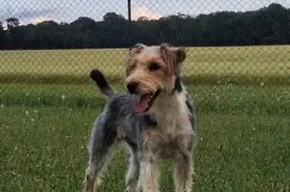 Animaux perdus , photo: Fox terrier perdue à Vesaignes-sous-Lafauche
