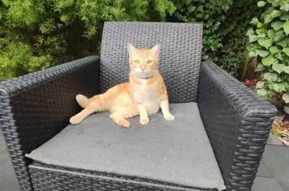 Animaux perdus Villabé, photo: Chatte rousse perdue à Villabé
