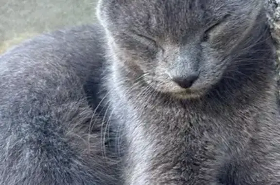 Chat gris bleu perdu à Chens-sur-Léman - photo