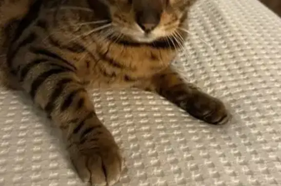 Chat perdu, Paris, photo: Chat perdu à Neuilly, récompense offerte