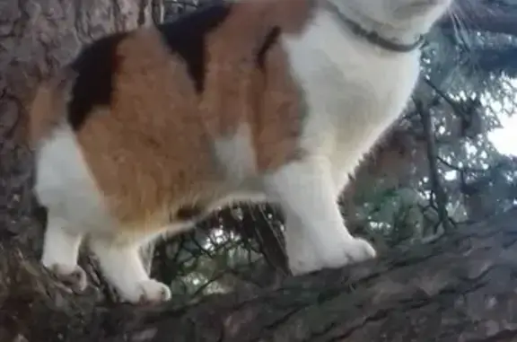 Chat Européen perdu à Saint-Clément - photo