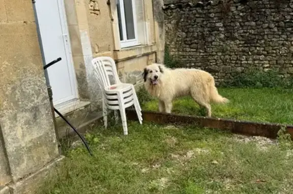 Chien berger trouvé à Saint-Sulpice-de-Cognac - photo