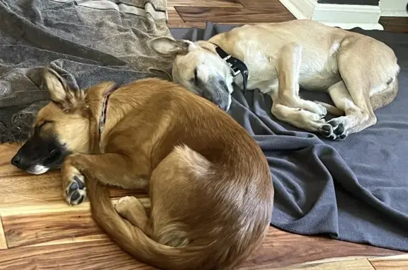 Found: Sweet Shepherd-Mix Puppies, Alamo