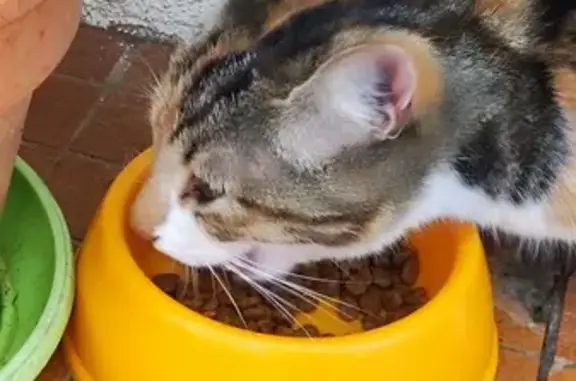 Chat tricolore trouvé, câlin et non pucé - photo