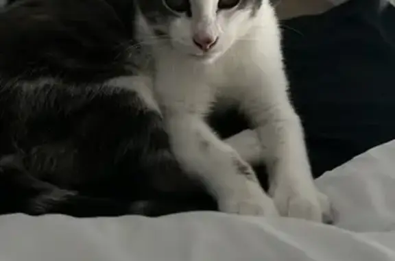 Animaux perdus Paris, photo: Chat perdu à Sannois, Paris 22